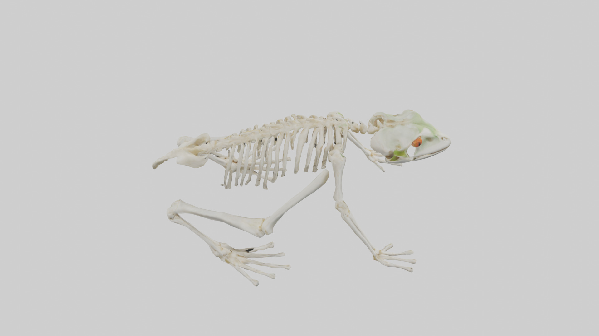 Frog Legs Skeleton model 3D model_18