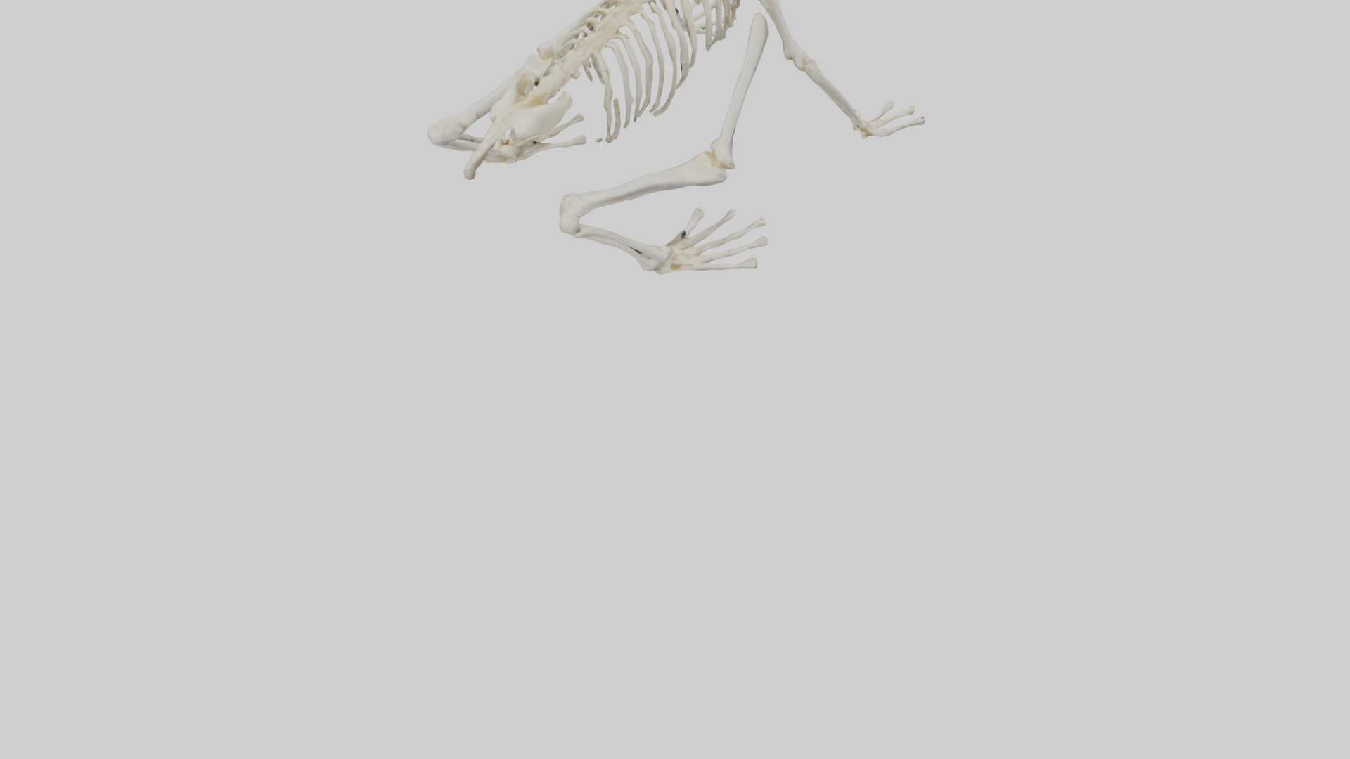 Frog Legs Skeleton model 3D model_4