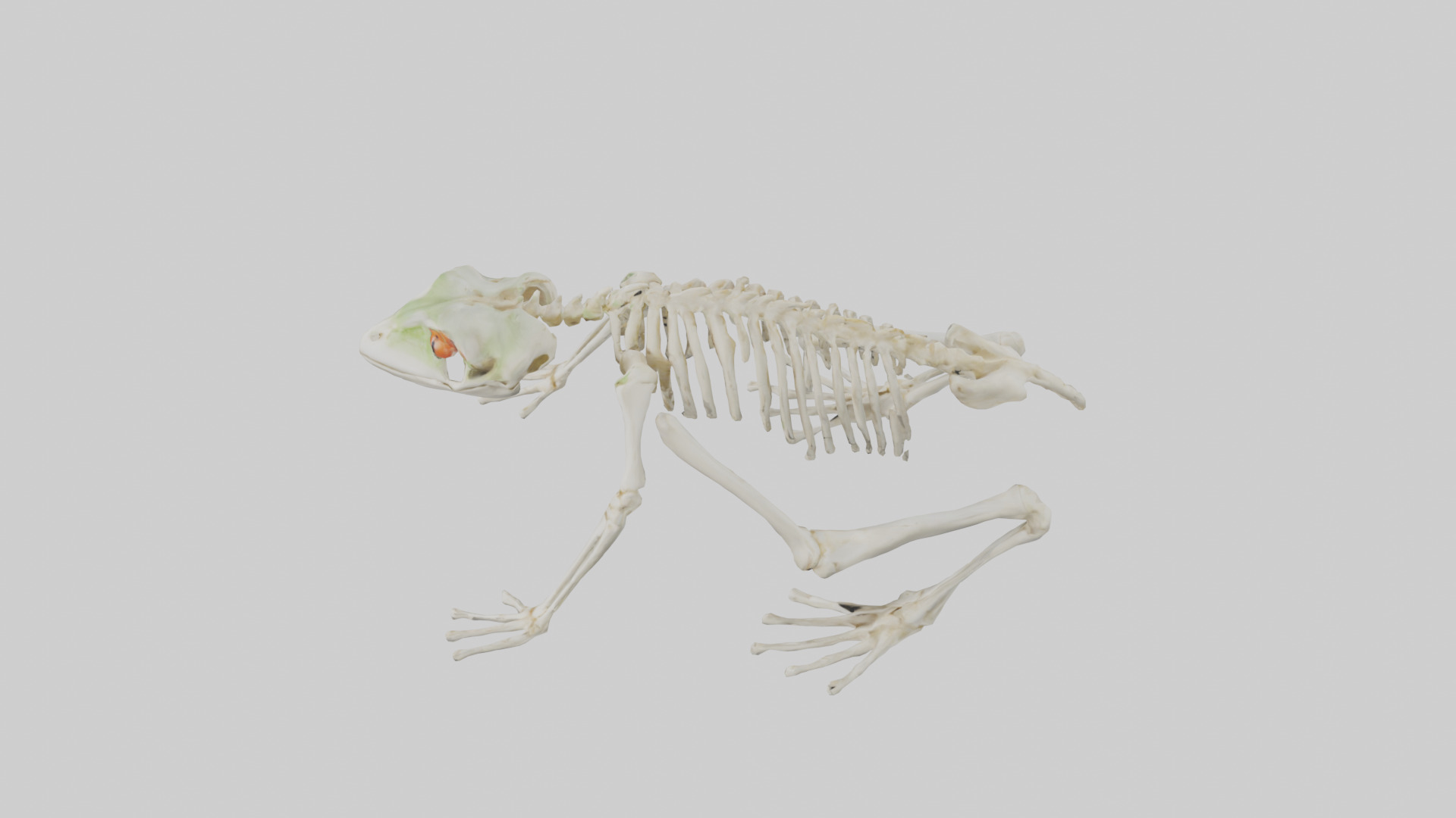 Frog Legs Skeleton model 3D model_17