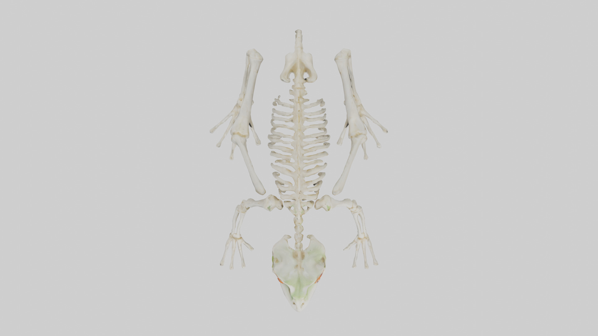 Frog Legs Skeleton model 3D model_14
