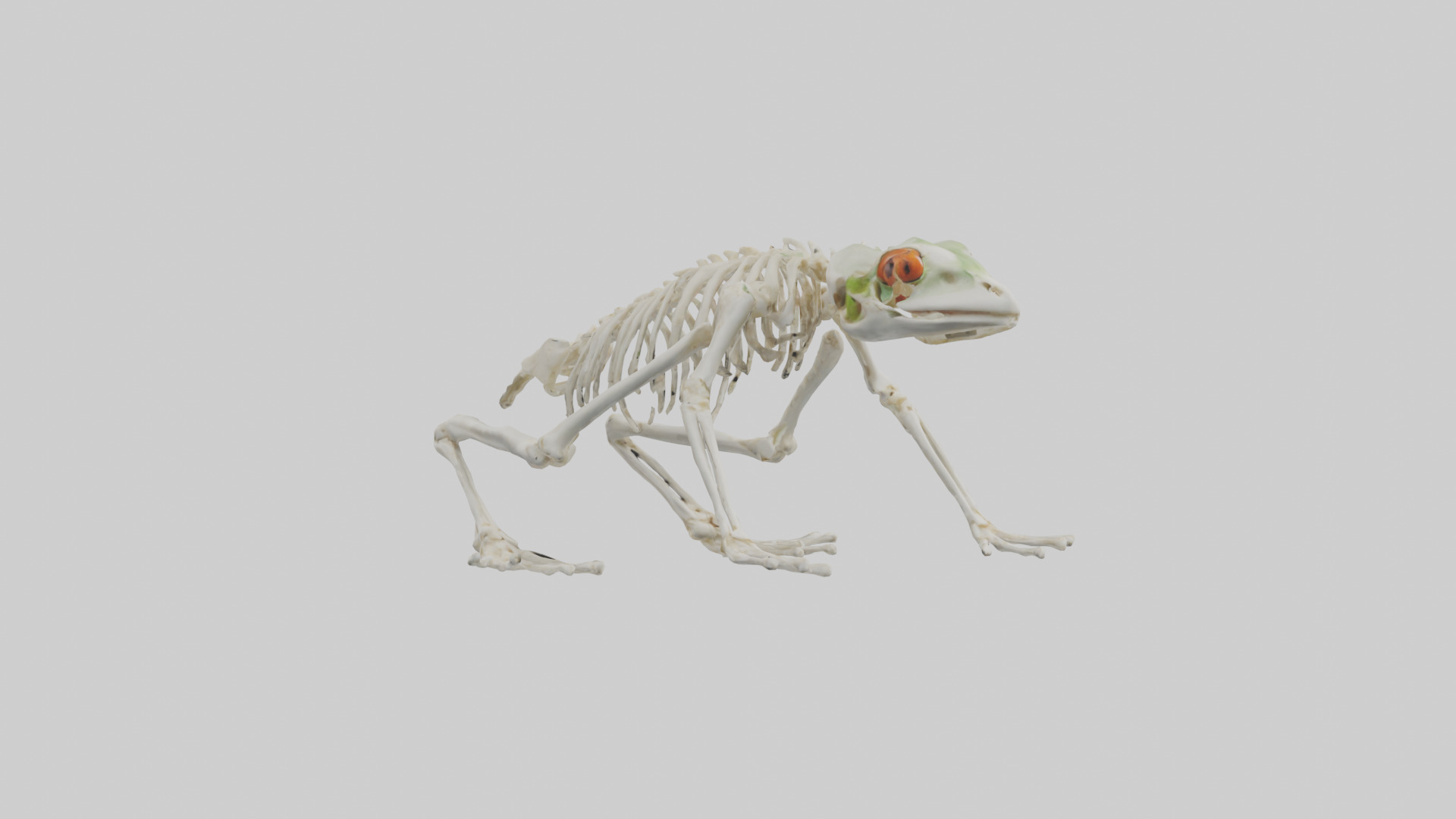 Frog Legs Skeleton model 3D model_11