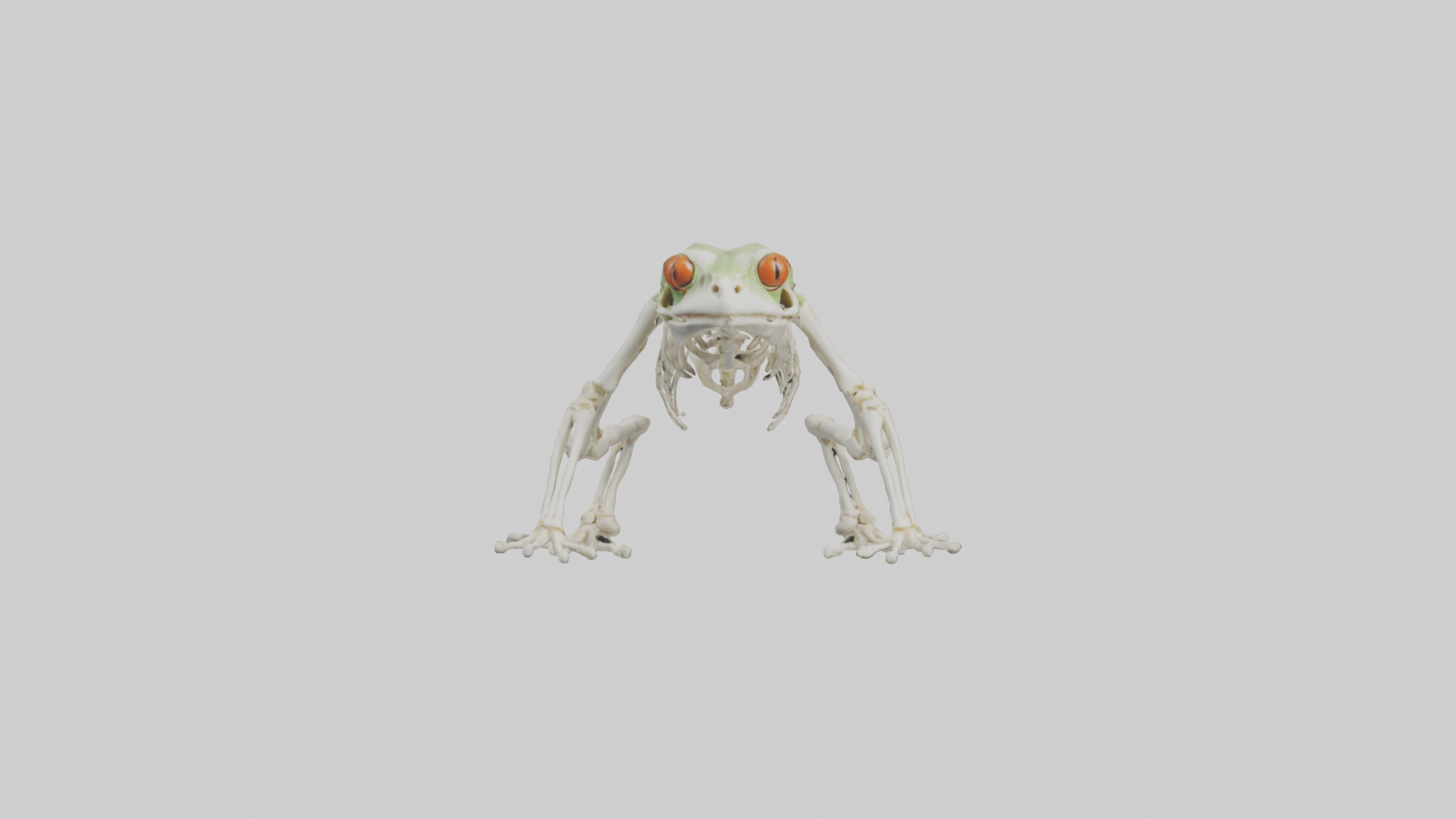 Frog Legs Skeleton model 3D model_9