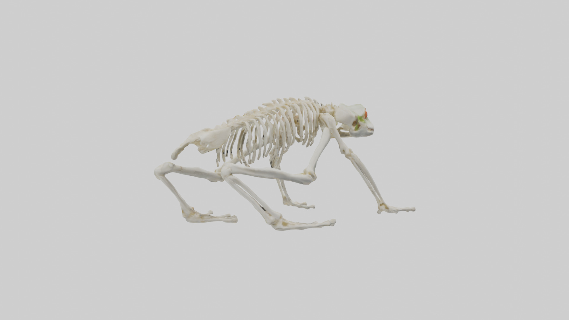 Frog Legs Skeleton model 3D model_2