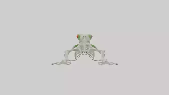 Frog Skeleton model