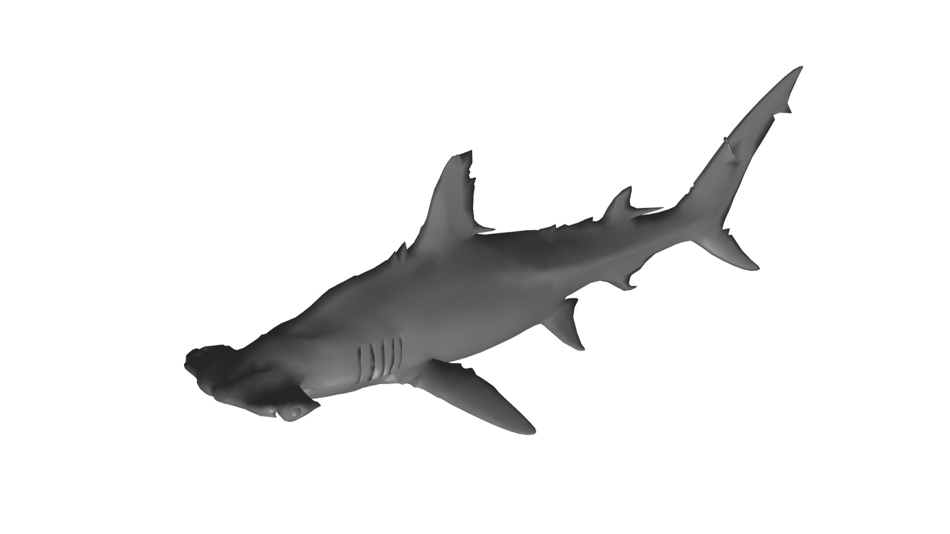 Shark 3D model_1