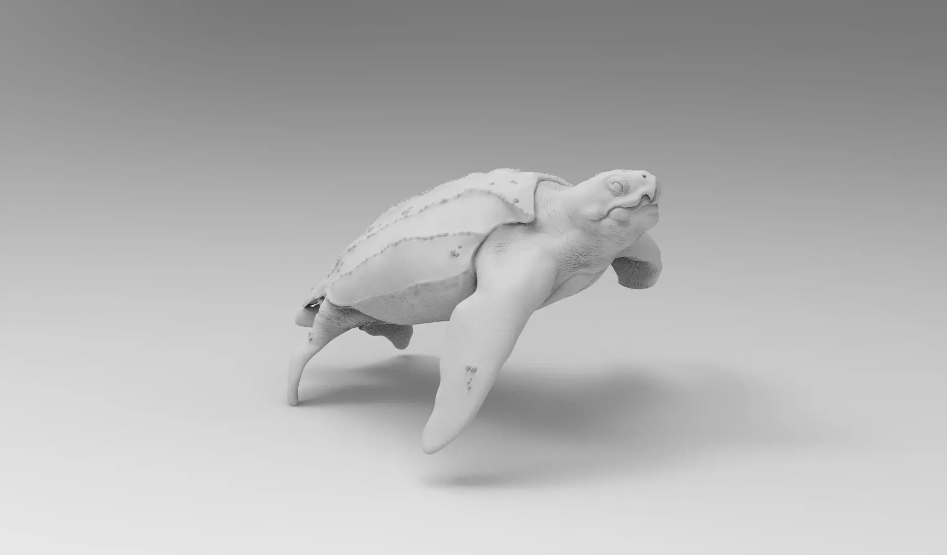 turtle 3D model_0