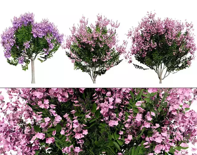 India Lagerstroemia Speciosa Tree Small Species Low-poly 3D model