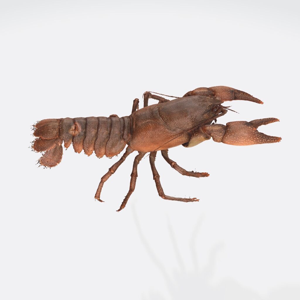 CRAYFISH PRAWN LOBSTER CRAYFISH CAMBAROIDE JAPONICUS ANATOMY 3D print model_5