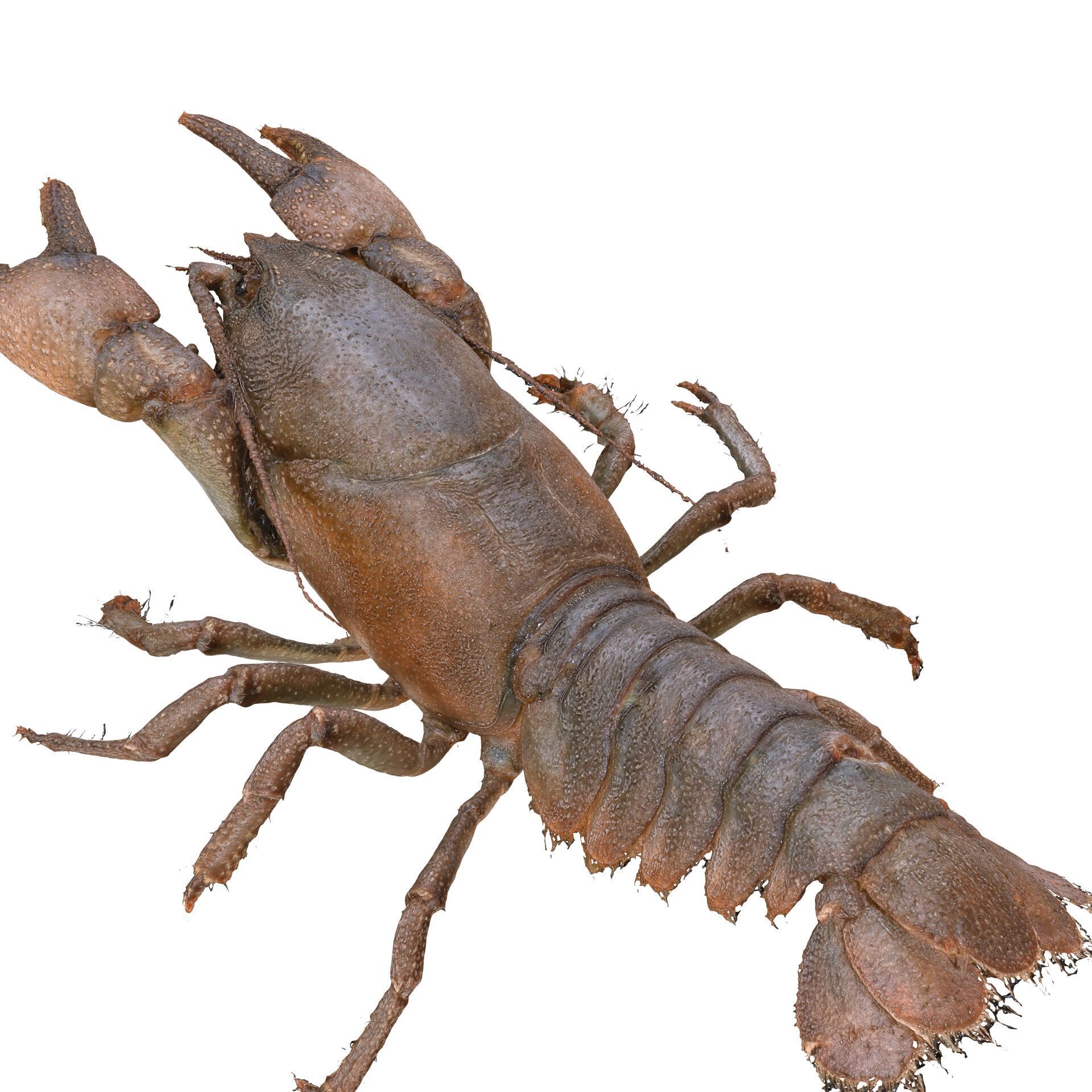 CRAYFISH PRAWN LOBSTER CRAYFISH CAMBAROIDE JAPONICUS ANATOMY 3D print model_11