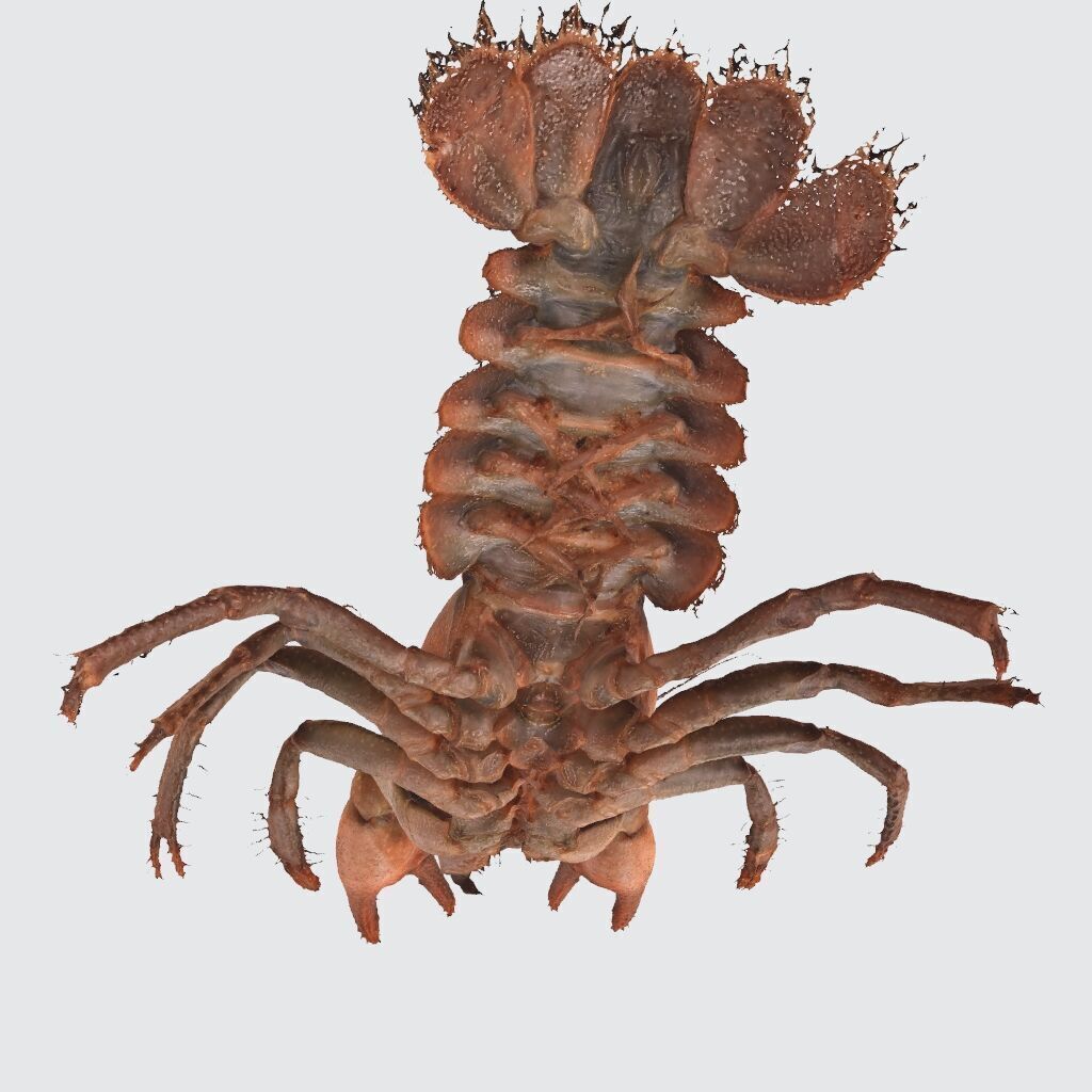 CRAYFISH PRAWN LOBSTER CRAYFISH CAMBAROIDE JAPONICUS ANATOMY 3D print model_6