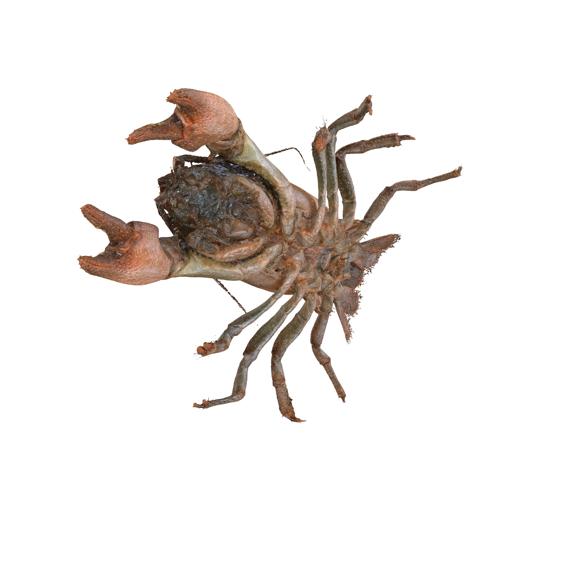 CRAYFISH PRAWN LOBSTER CRAYFISH CAMBAROIDE JAPONICUS ANATOMY 3D print model_7