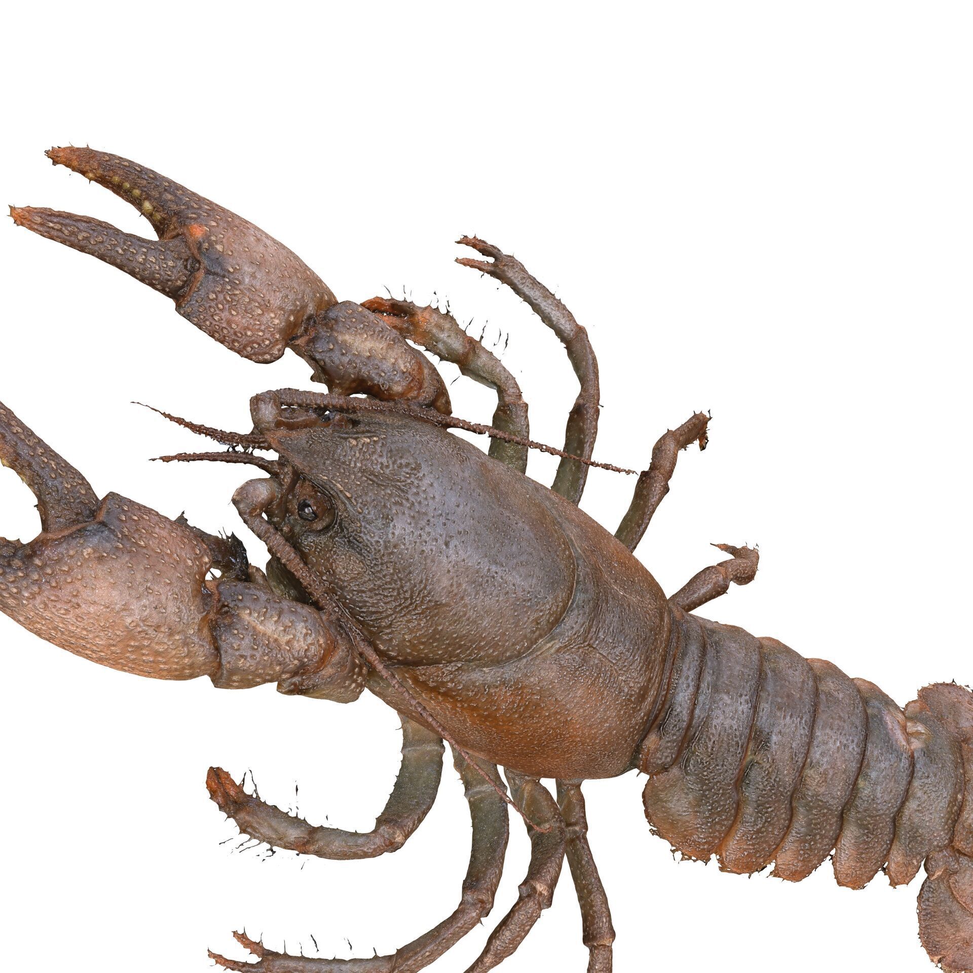 CRAYFISH PRAWN LOBSTER CRAYFISH CAMBAROIDE JAPONICUS ANATOMY 3D print model_10