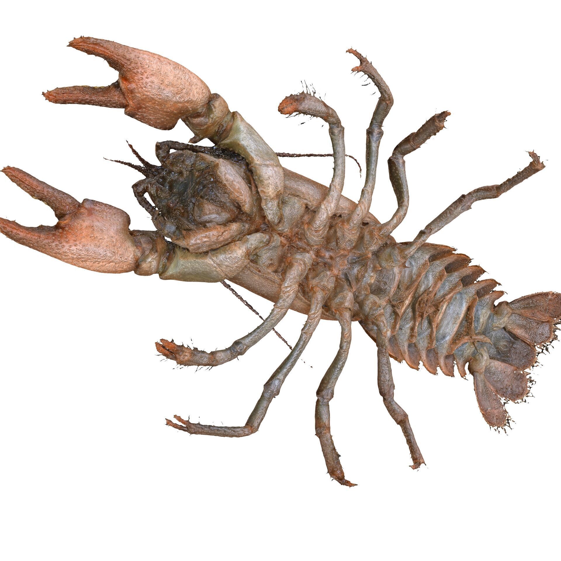 CRAYFISH PRAWN LOBSTER CRAYFISH CAMBAROIDE JAPONICUS ANATOMY 3D print model_2