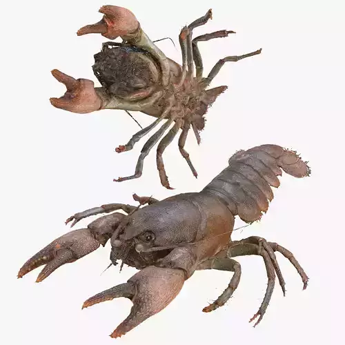 CRAYFISH PRAWN LOBSTER CRAYFISH CAMBAROIDE JAPONICUS ANATOMY 3D print model
