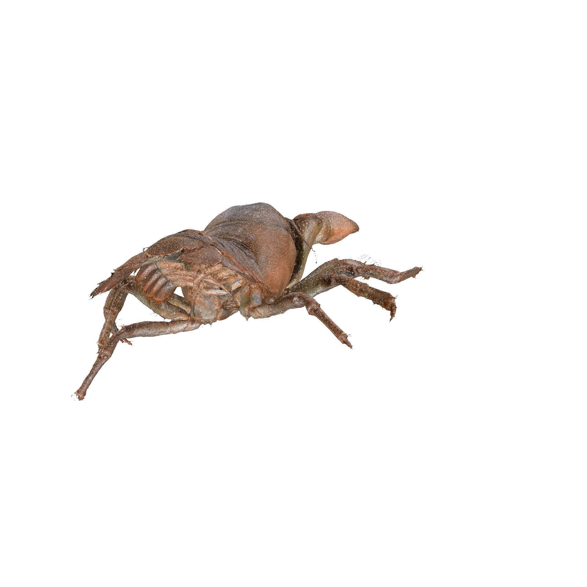 CRAYFISH PRAWN LOBSTER CRAYFISH CAMBAROIDE JAPONICUS ANATOMY 3D print model_3