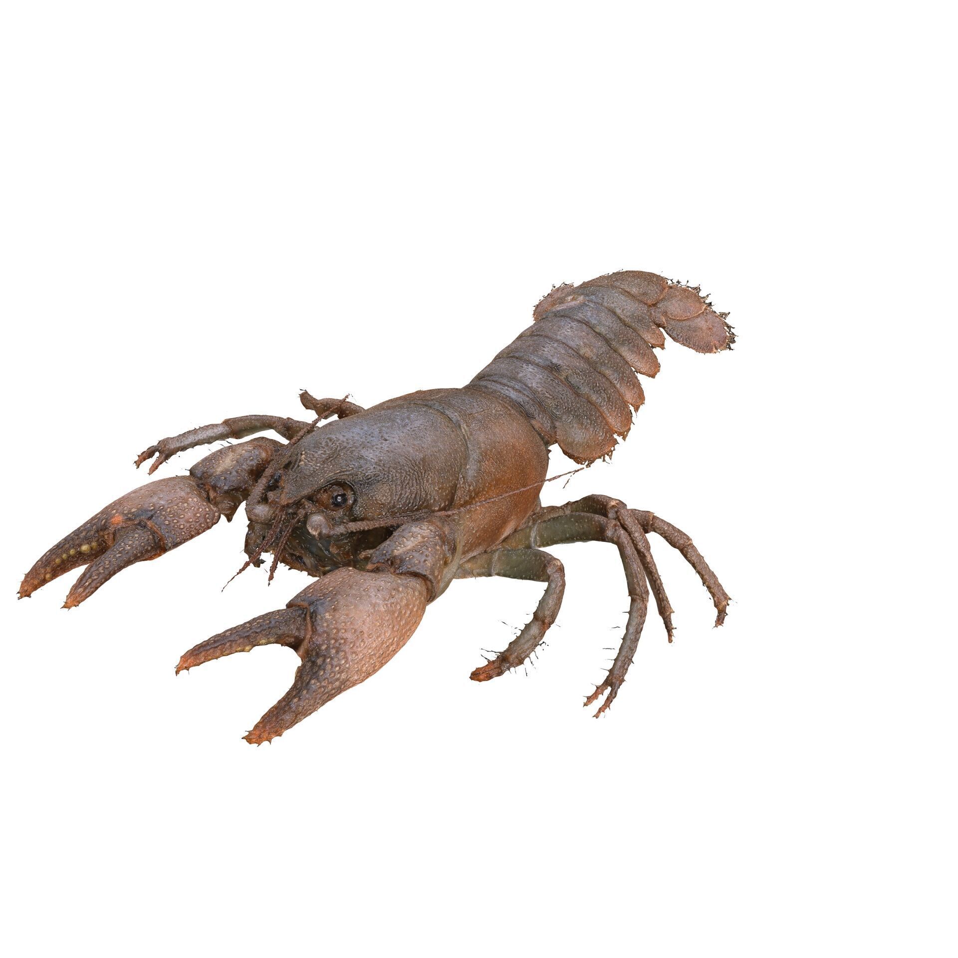 CRAYFISH PRAWN LOBSTER CRAYFISH CAMBAROIDE JAPONICUS ANATOMY 3D print model_1