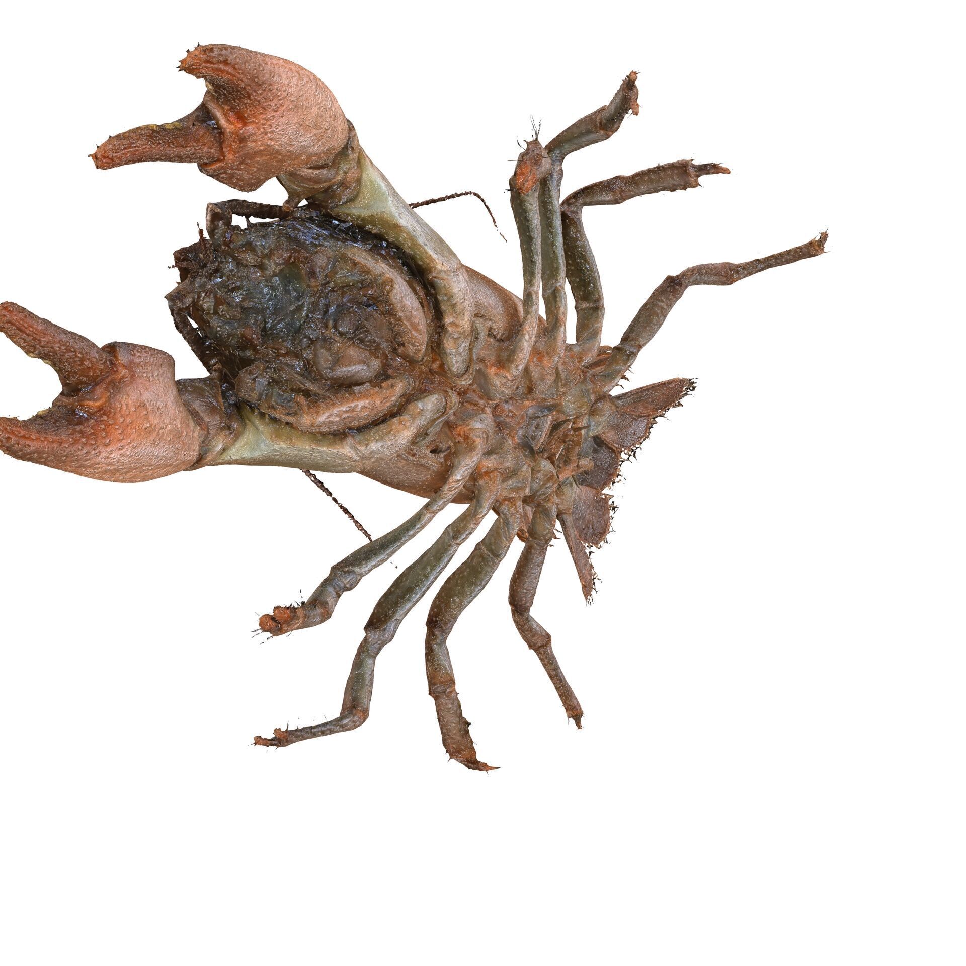 CRAYFISH PRAWN LOBSTER CRAYFISH CAMBAROIDE JAPONICUS ANATOMY 3D print model_8