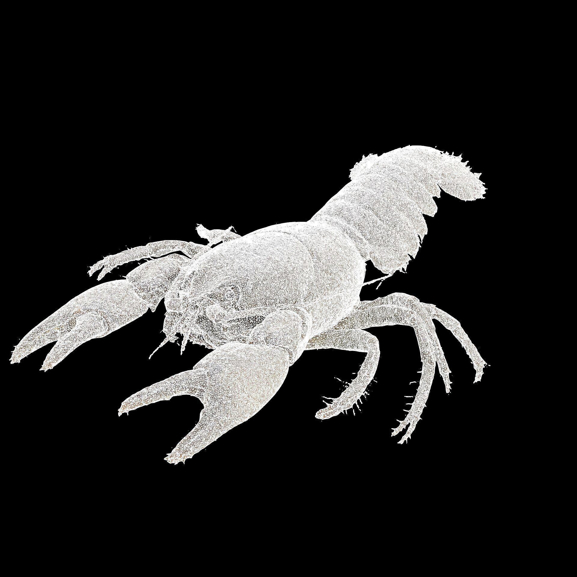 CRAYFISH PRAWN LOBSTER CRAYFISH CAMBAROIDE JAPONICUS ANATOMY 3D print model_14