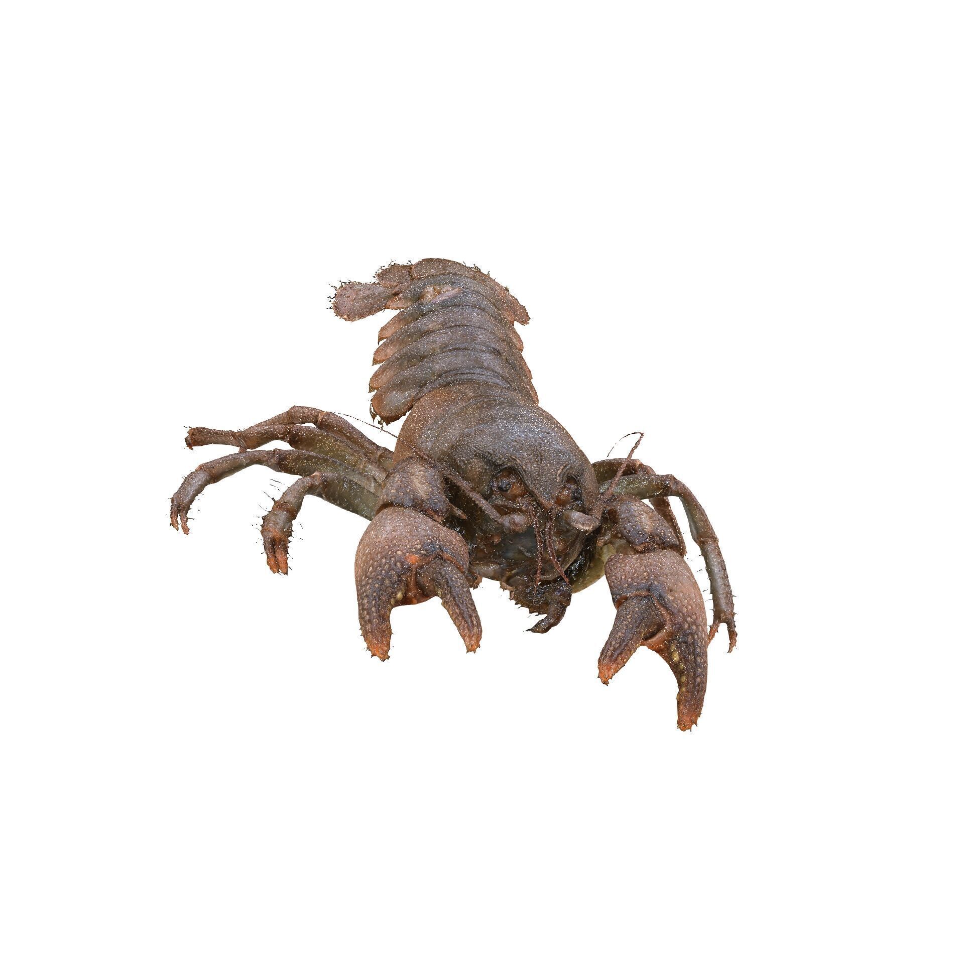 CRAYFISH PRAWN LOBSTER CRAYFISH CAMBAROIDE JAPONICUS ANATOMY 3D print model_4