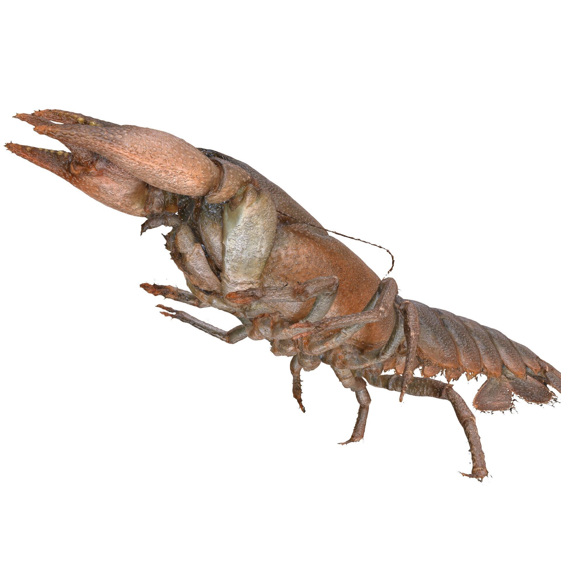 CRAYFISH PRAWN LOBSTER CRAYFISH CAMBAROIDE JAPONICUS ANATOMY 3D print model_9