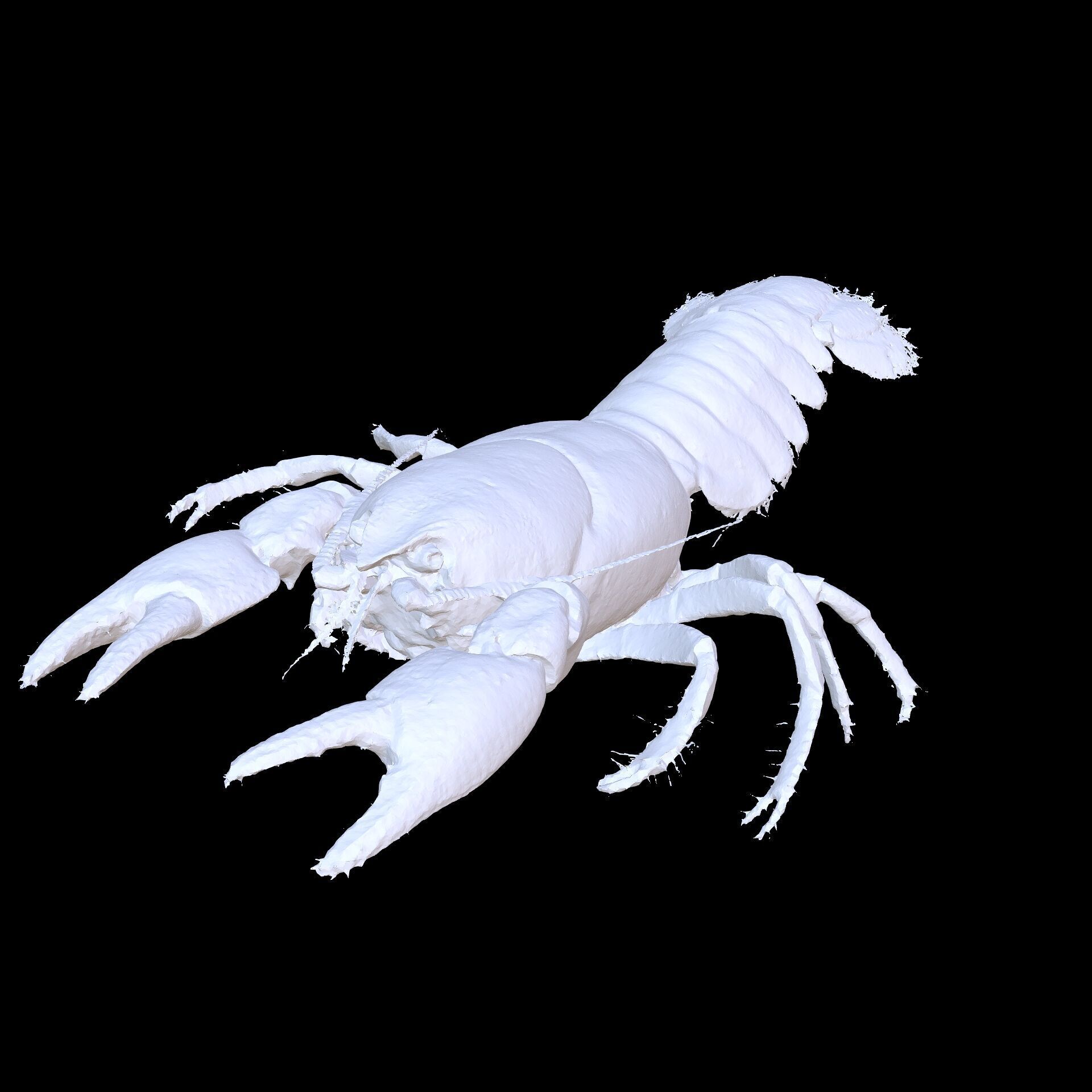 CRAYFISH PRAWN LOBSTER CRAYFISH CAMBAROIDE JAPONICUS ANATOMY 3D print model_13