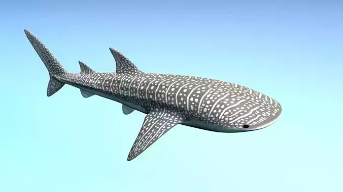 Whale Shark