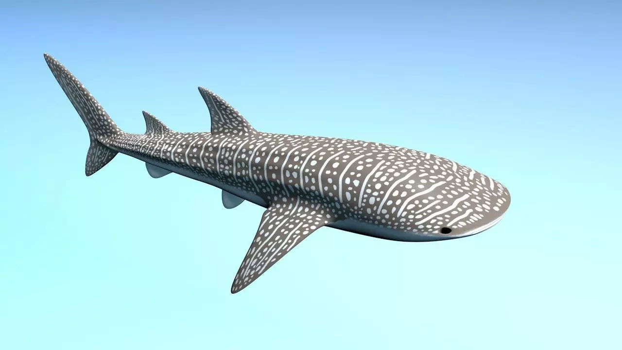 Whale Shark 3D model_0