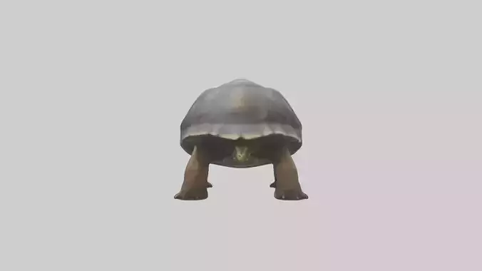 Galapagos Giant Tortoise walking model