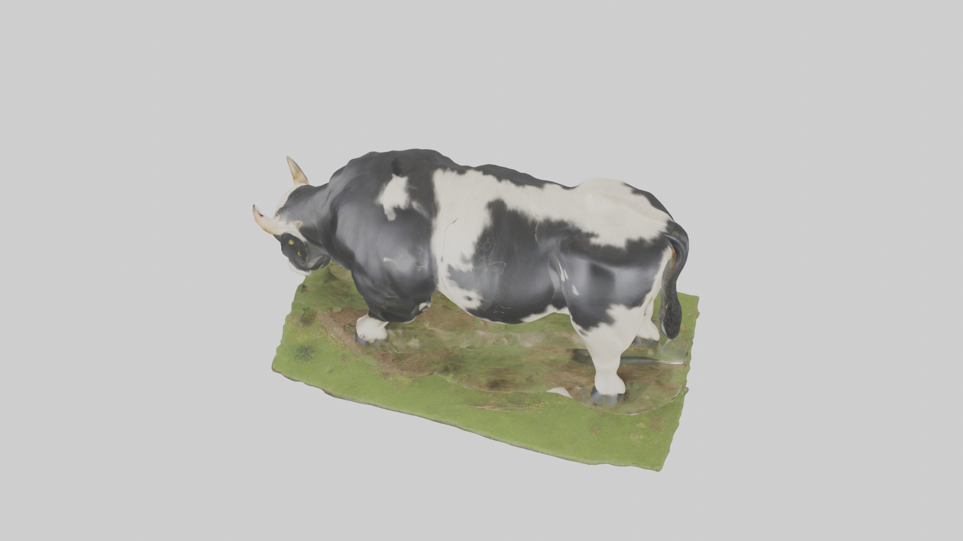 Galloway Cow grazing model 3D model_17