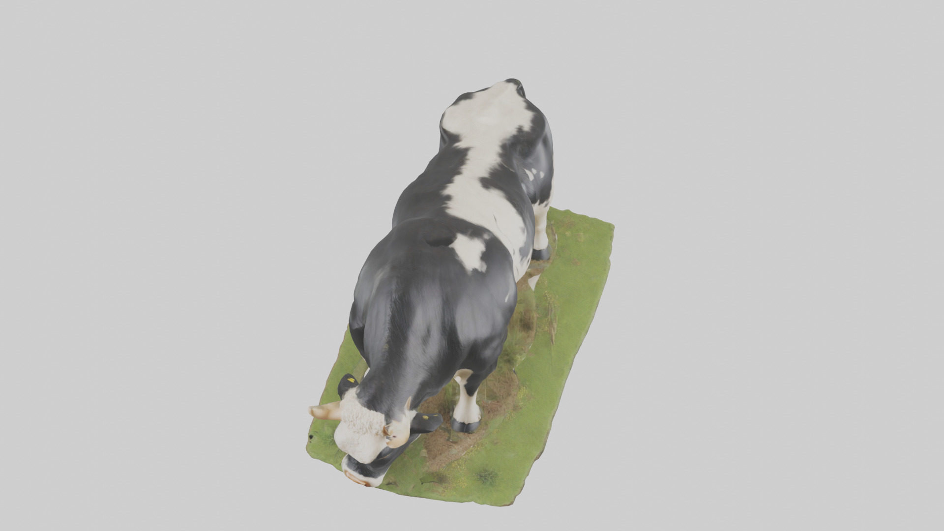 Galloway Cow grazing model 3D model_16