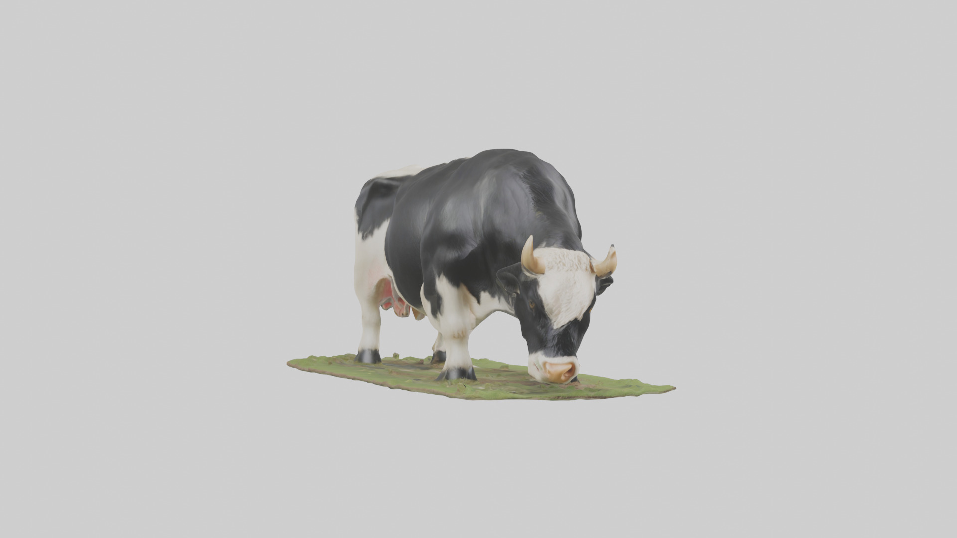 Galloway Cow grazing model 3D model_11