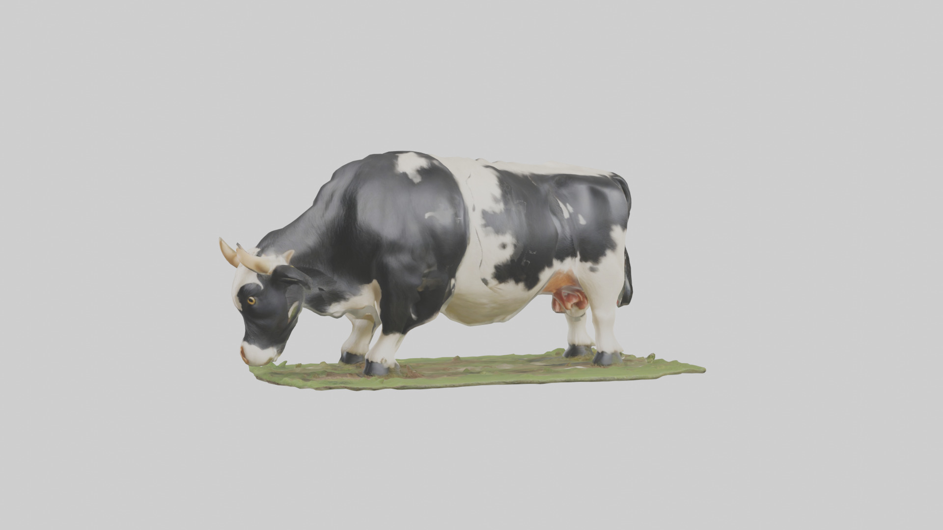Galloway Cow grazing model 3D model_10