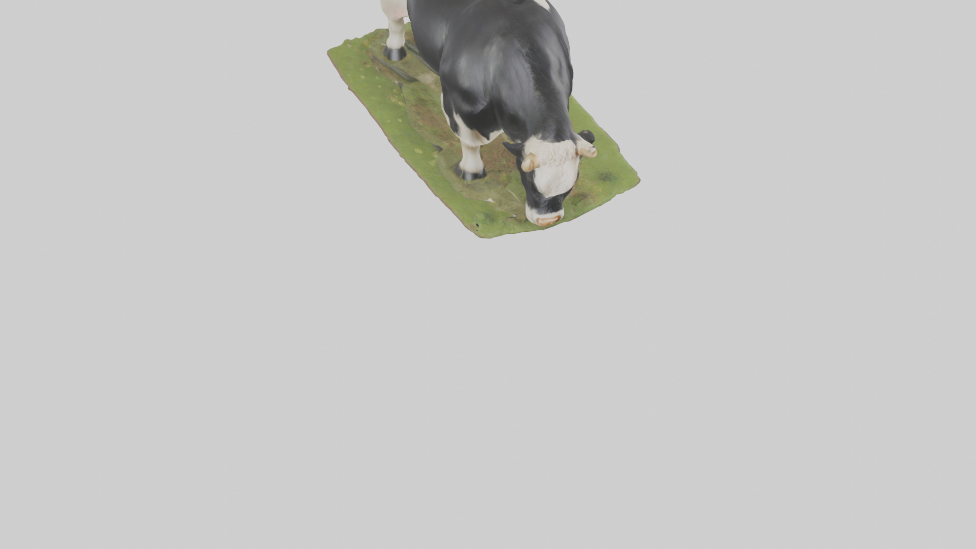 Galloway Cow grazing model 3D model_6
