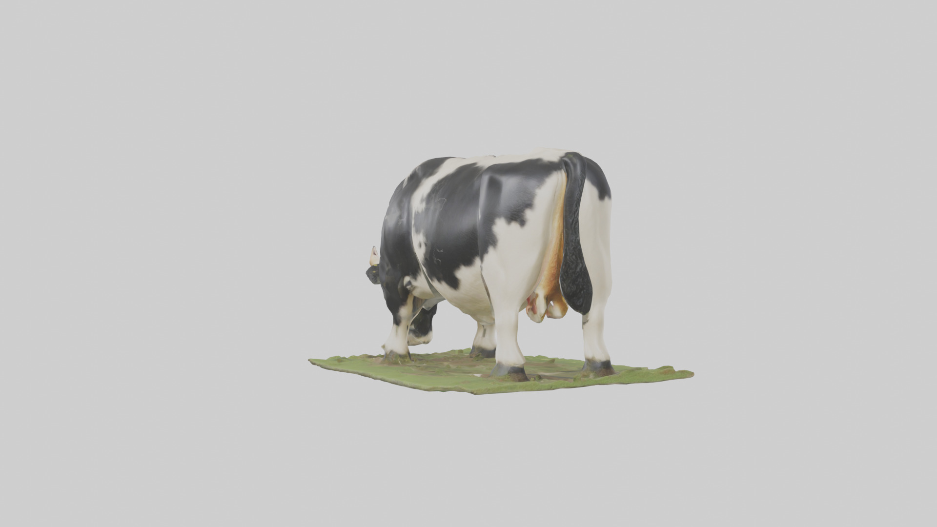 Galloway Cow grazing model 3D model_1