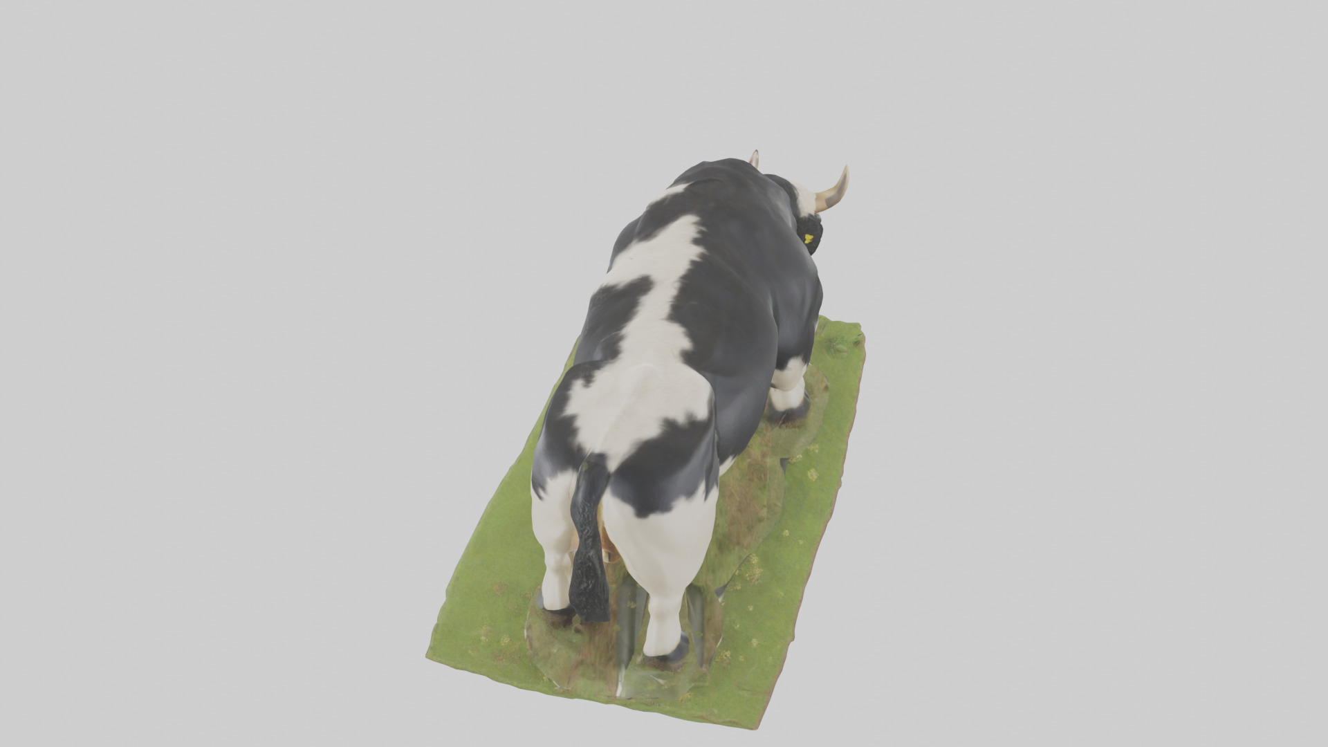 Galloway Cow grazing model 3D model_15