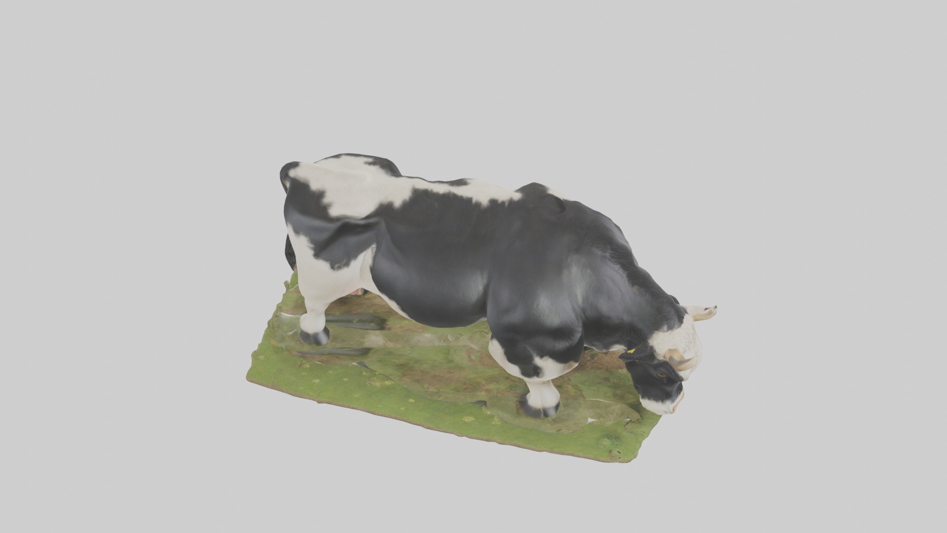 Galloway Cow grazing model 3D model_18