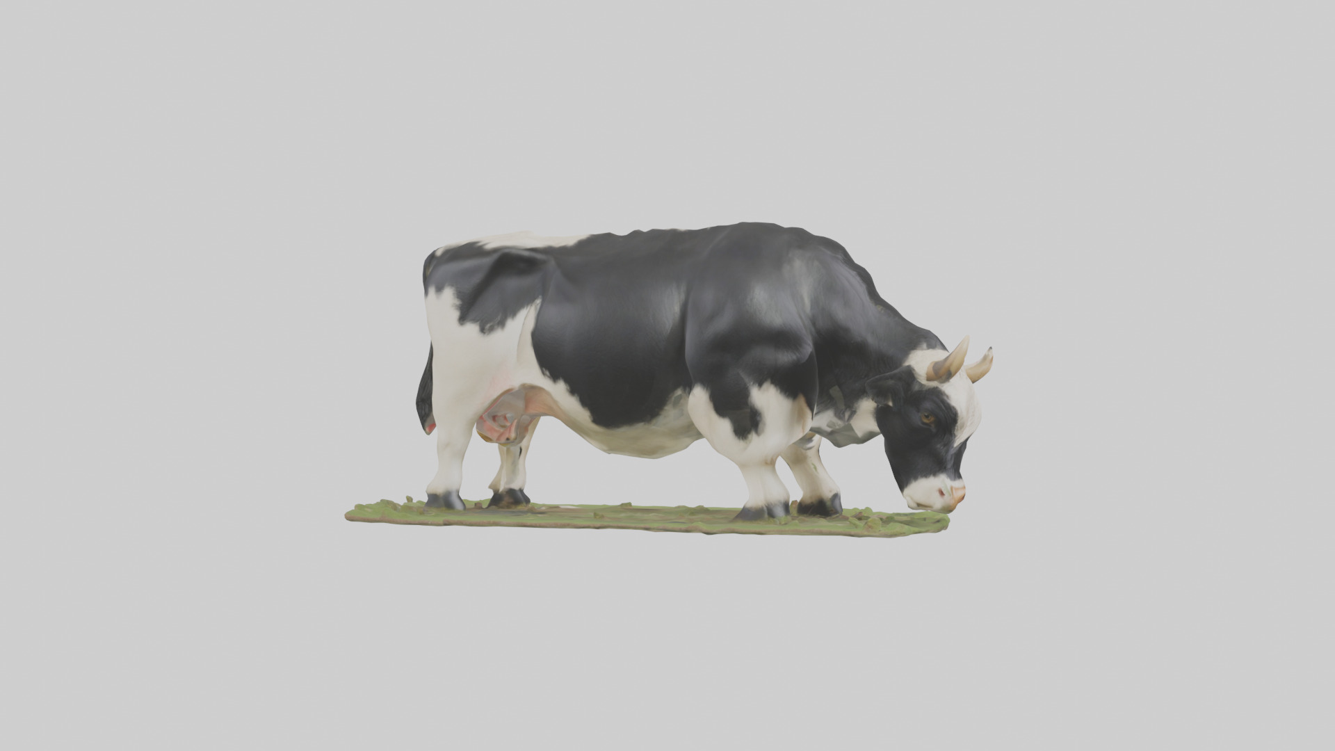 Galloway Cow grazing model 3D model_13