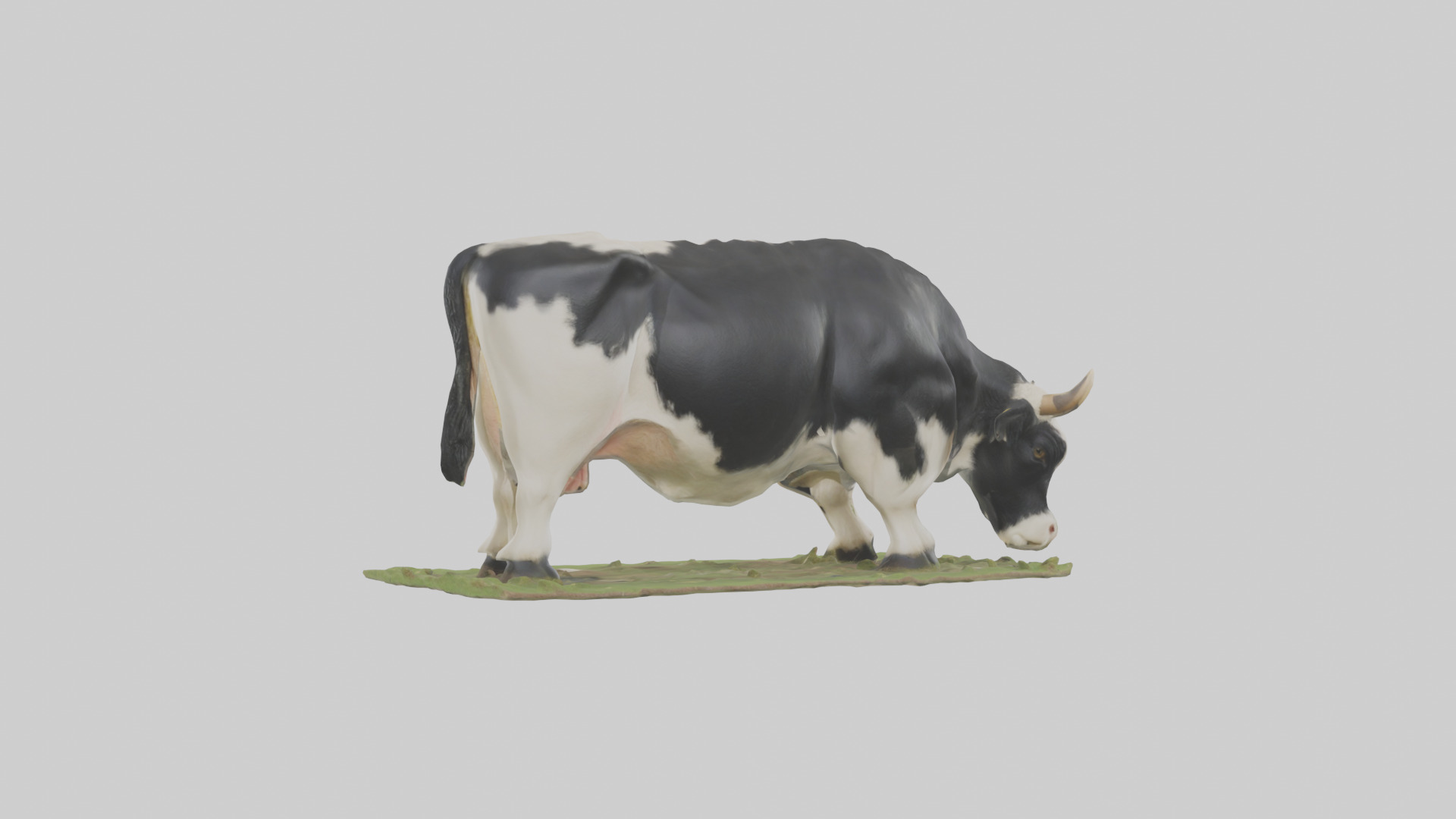 Galloway Cow grazing model 3D model_2