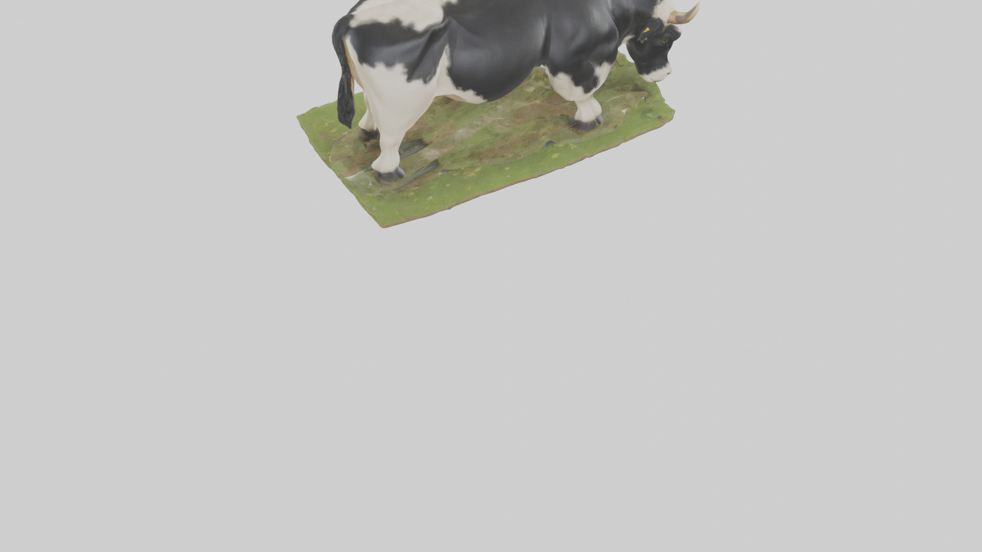 Galloway Cow grazing model 3D model_4