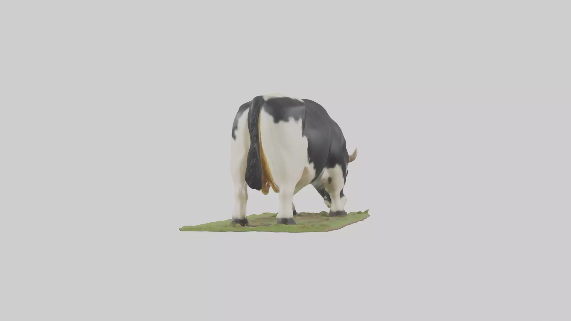 Galloway Cow grazing model 3D model_0