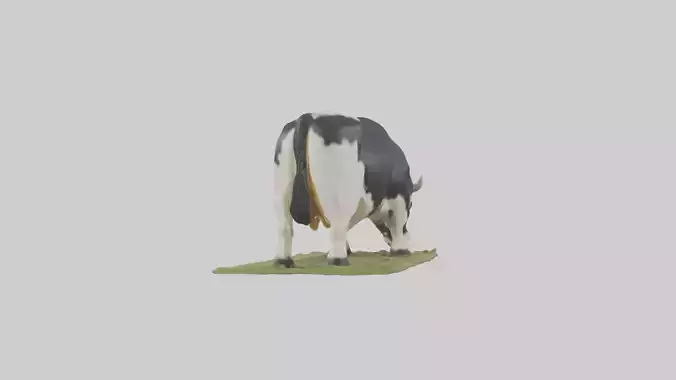 Galloway Cow grazing model