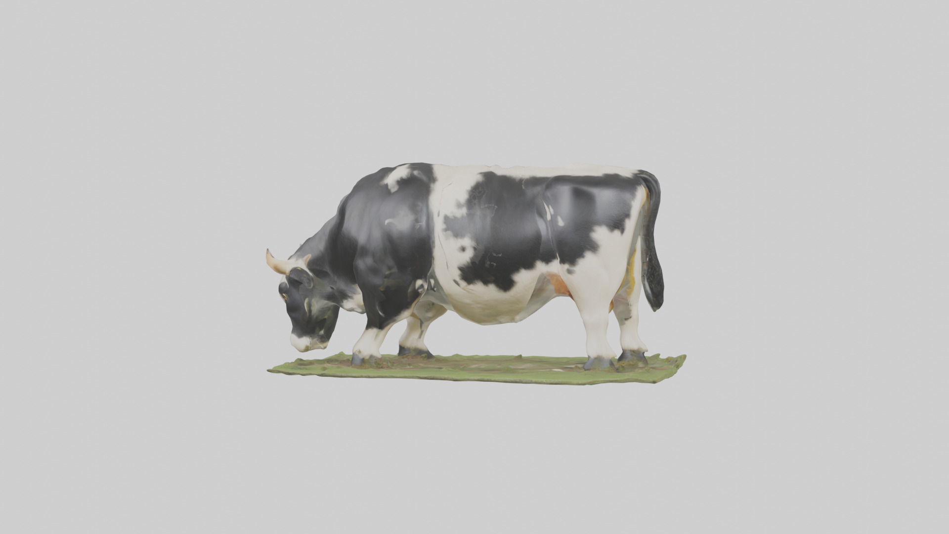 Galloway Cow grazing model 3D model_12