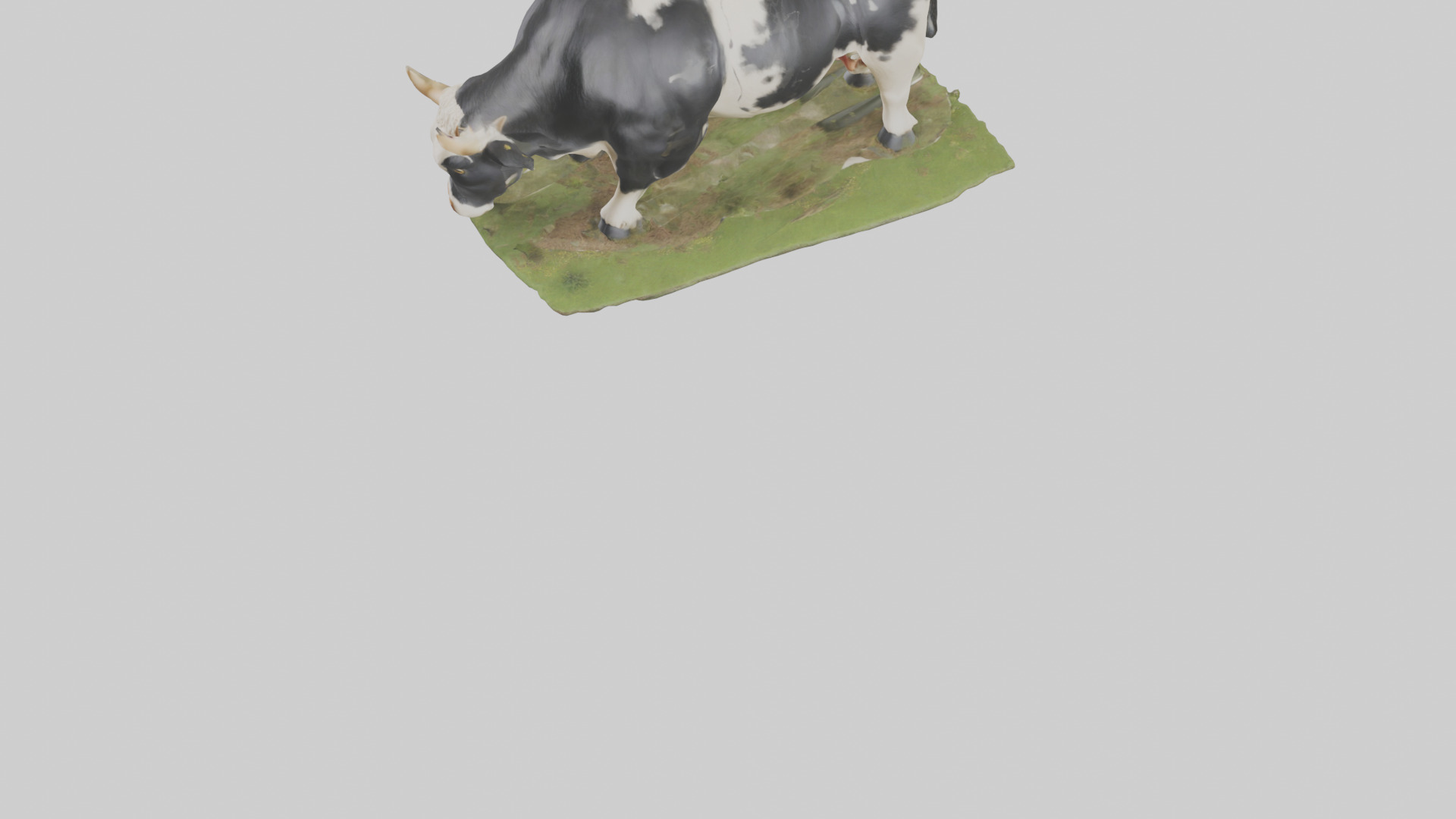 Galloway Cow grazing model 3D model_5