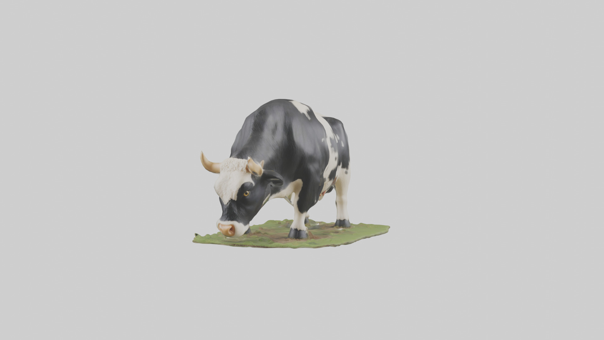 Galloway Cow grazing model 3D model_9