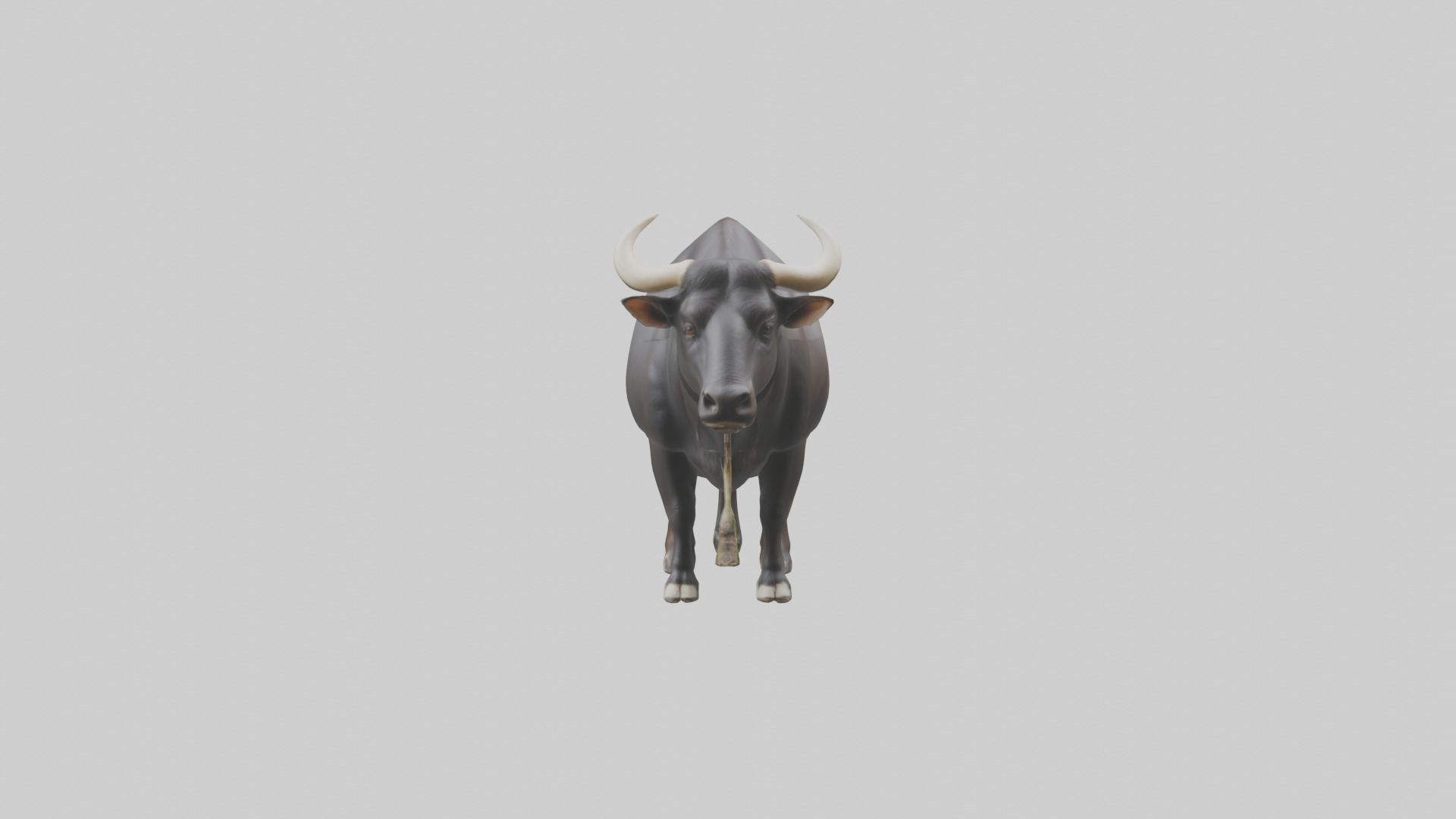 Gaur grazing model 3D model_9
