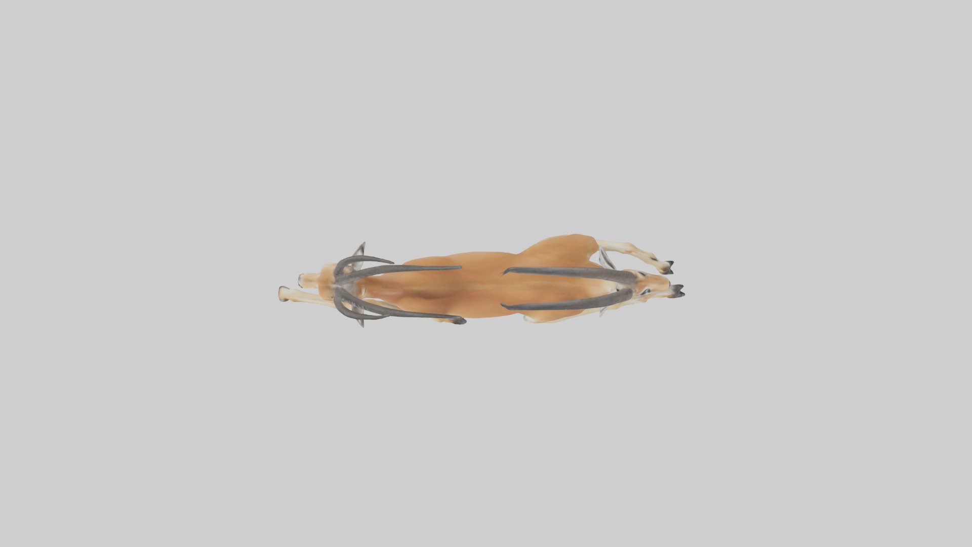 Gazelle running model 3D model_14