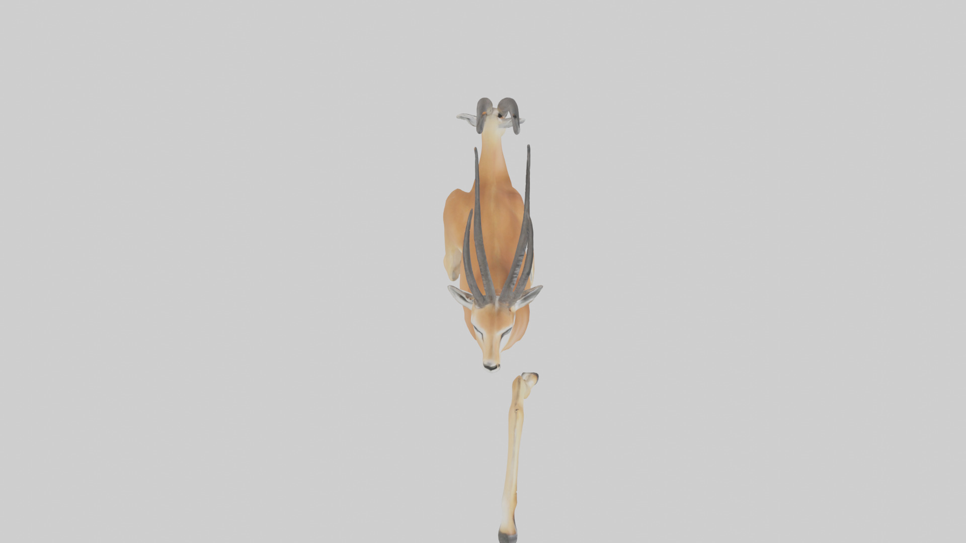 Gazelle running model 3D model_18