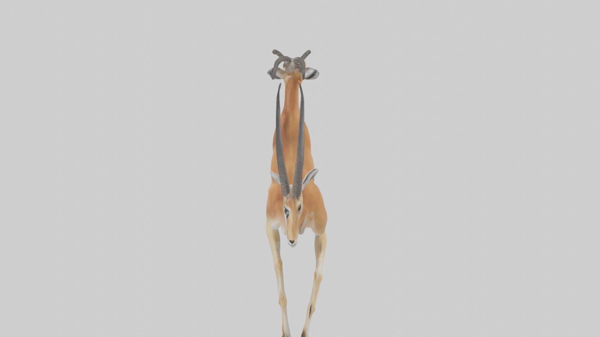 Gazelle running model 3D model_17