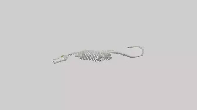 Eel Skeleton model 3D model