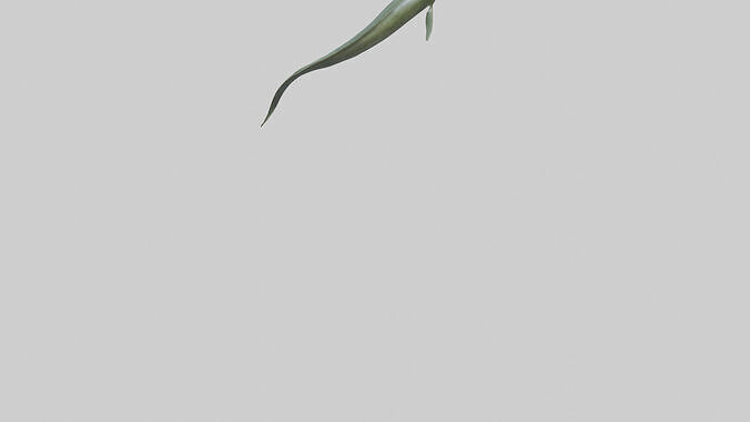 Eel swimming model 3D model 5